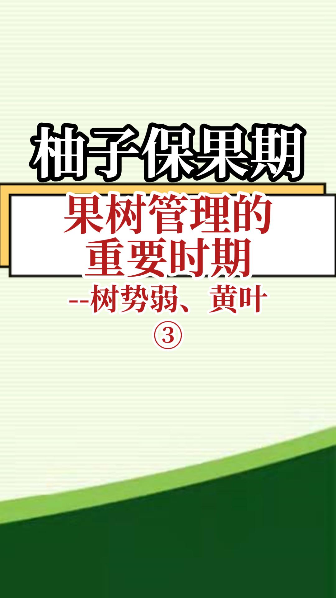 柚子保果期果樹(shù)管理重要時(shí)期--樹(shù)勢(shì)弱 黃葉3