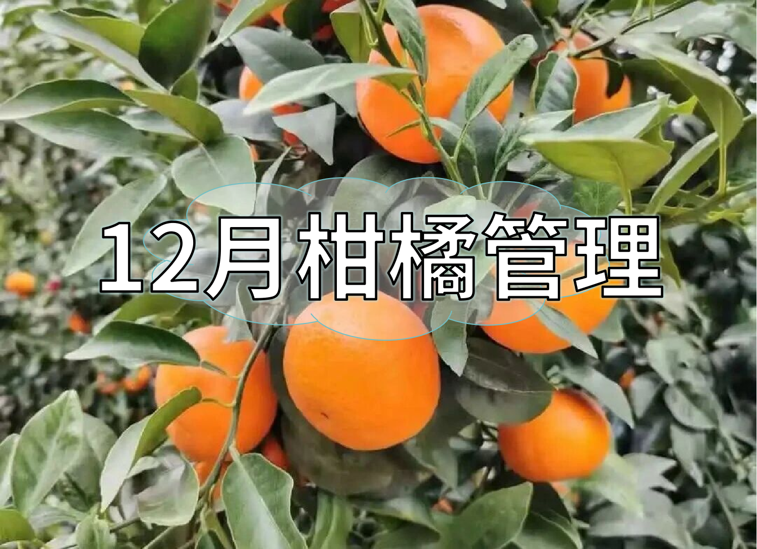 柑橘現(xiàn)在管理要點(diǎn)：著色防凍，保樹促花防病蟲