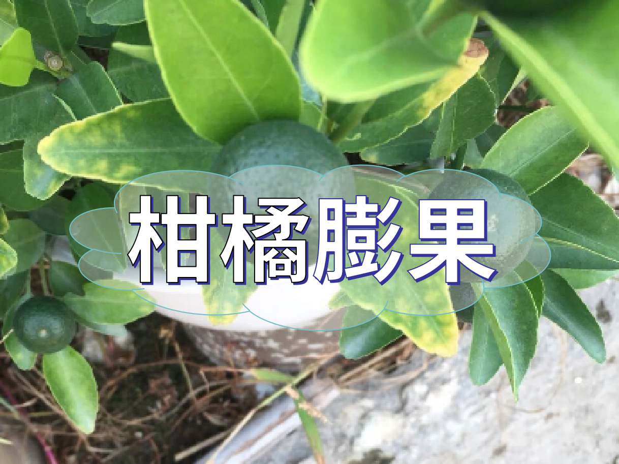 柑橘膨果慢？膨果并非多補(bǔ)鉀這么簡(jiǎn)單！
