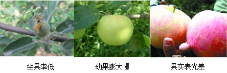 蘋(píng)果營(yíng)養(yǎng)方案