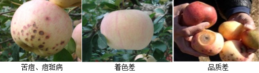 蘋(píng)果營(yíng)養(yǎng)方案