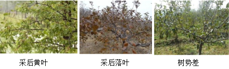 蘋(píng)果營(yíng)養(yǎng)方案
