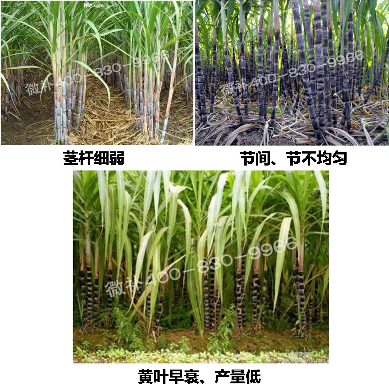 甘蔗營(yíng)養(yǎng)方案