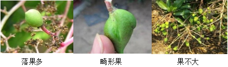 芒果營(yíng)養(yǎng)方案