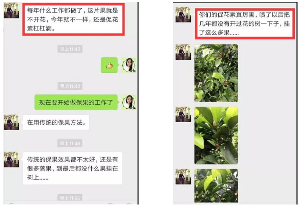 秋梢期，柑橘果農(nóng)都在做這件事……