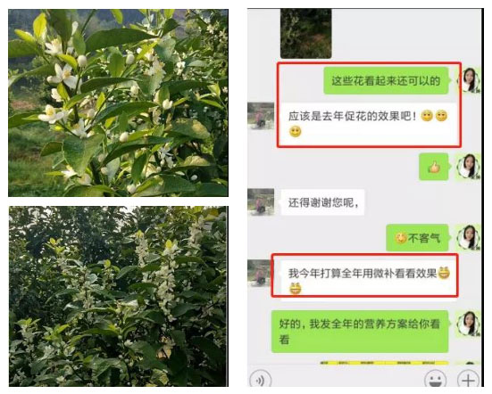 秋梢期，柑橘果農(nóng)都在做這件事……