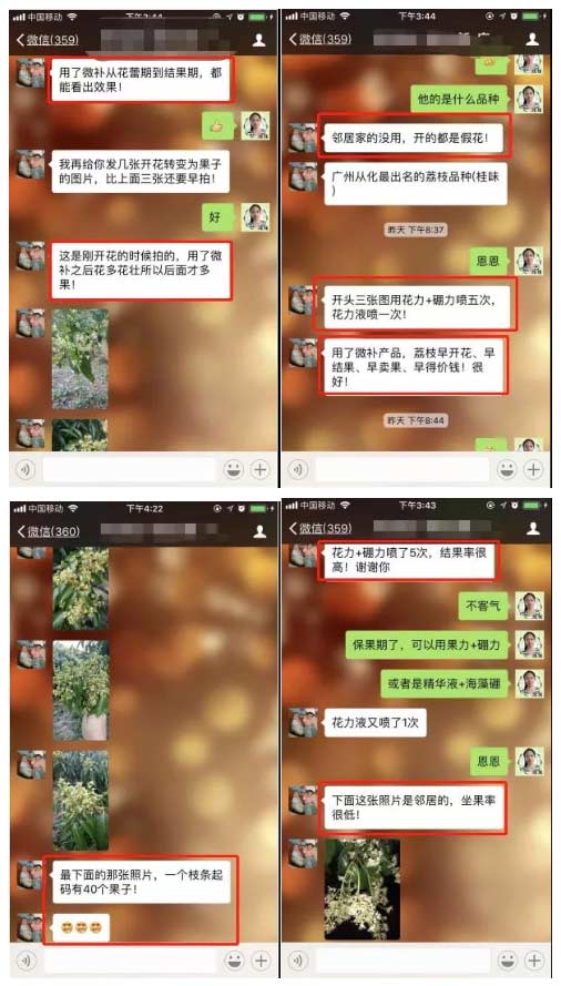 荔枝園連年高產(chǎn)，秘訣在這里