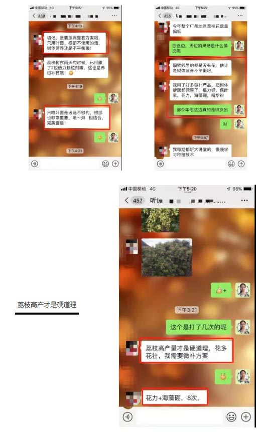 荔枝園連年高產(chǎn)，秘訣在這里