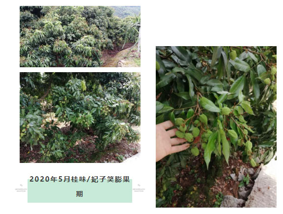 荔枝園連年高產(chǎn)，秘訣在這里
