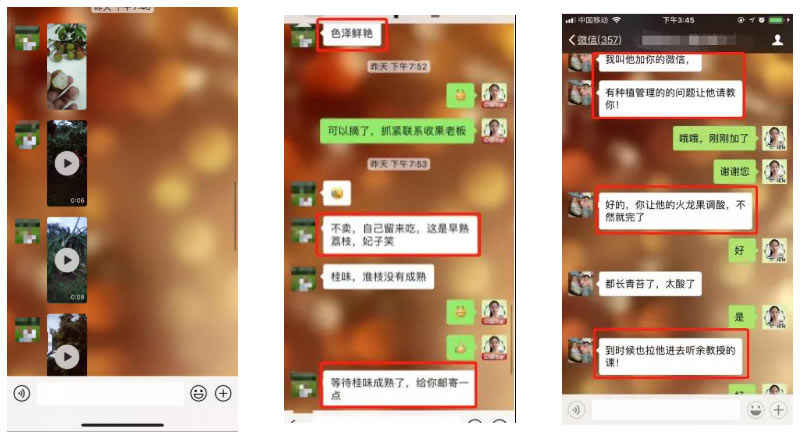 荔枝園連年高產(chǎn)，秘訣在這里