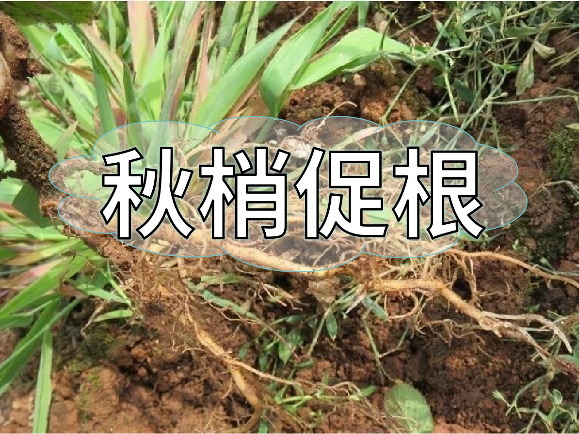 秋季促梢壯梢忙，<i style='color:red'>促根</i>養(yǎng)根才是第一步