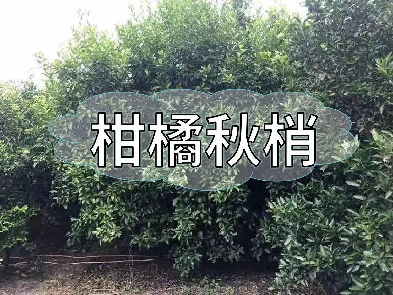 柑橘秋梢老熟期，抓好重點(diǎn)穩(wěn)今年，保明年