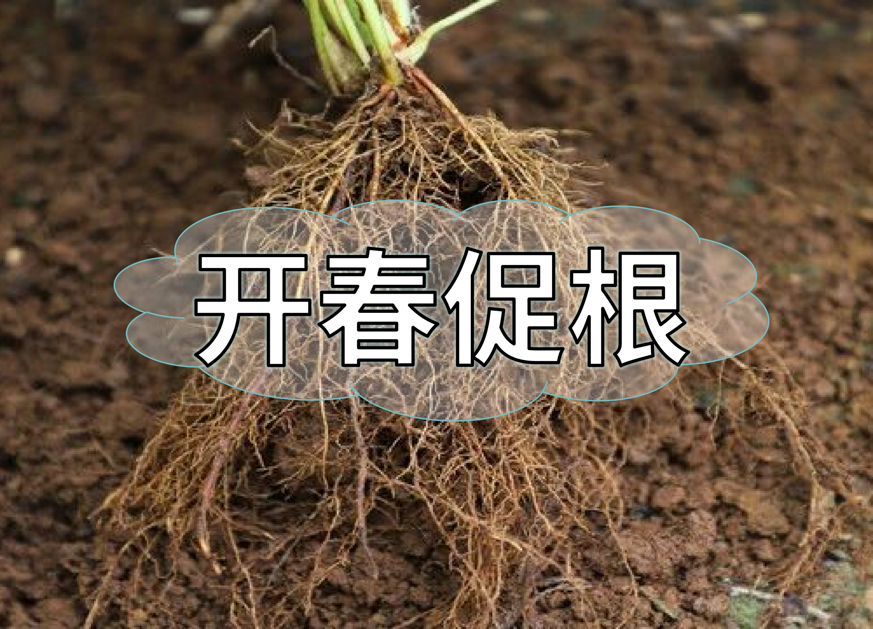 一年之計(jì)在于春，作物促根要認(rèn)真
