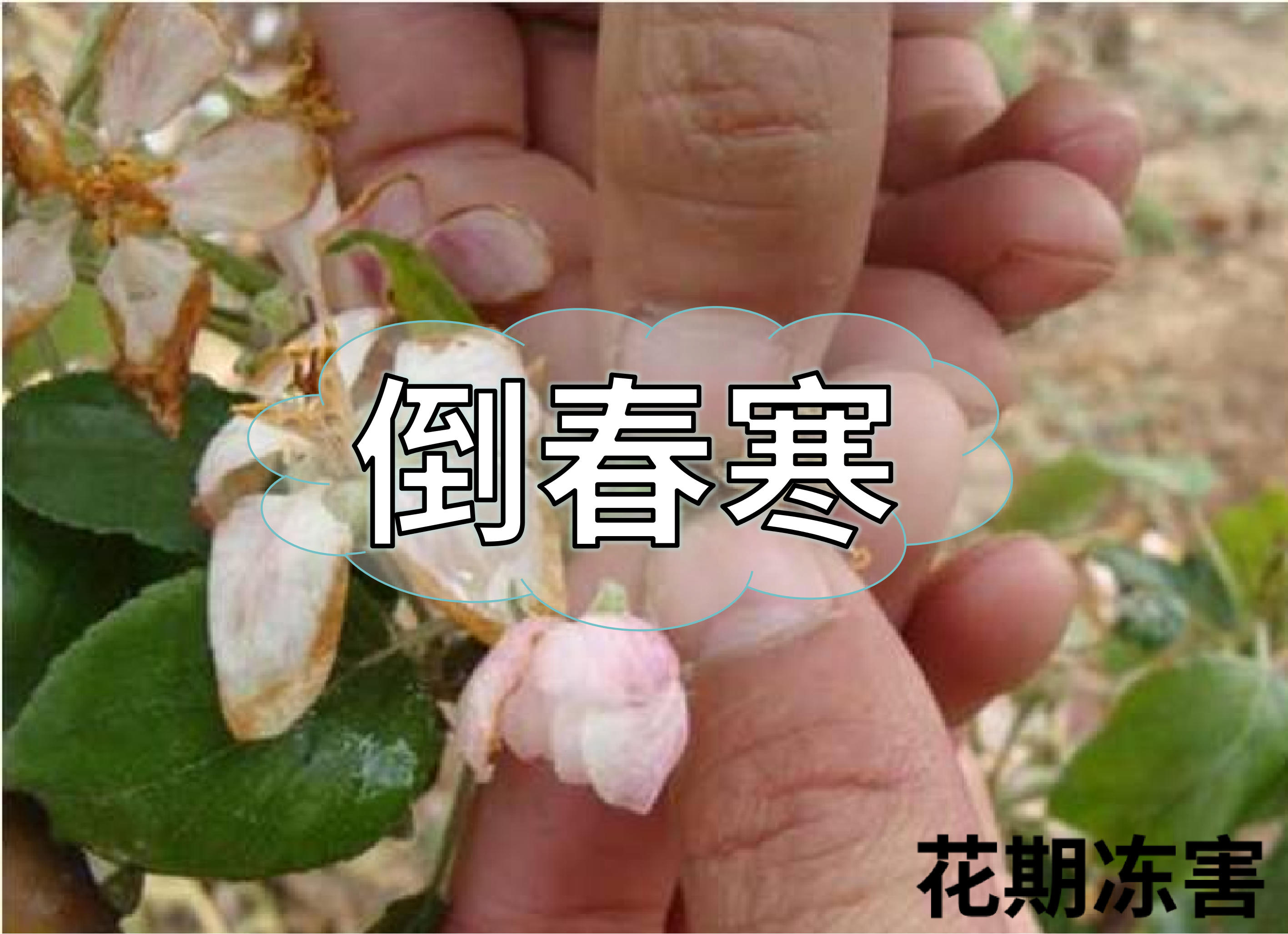 警惕倒春寒，如何預(yù)防倒春寒對農(nóng)作物的影響？